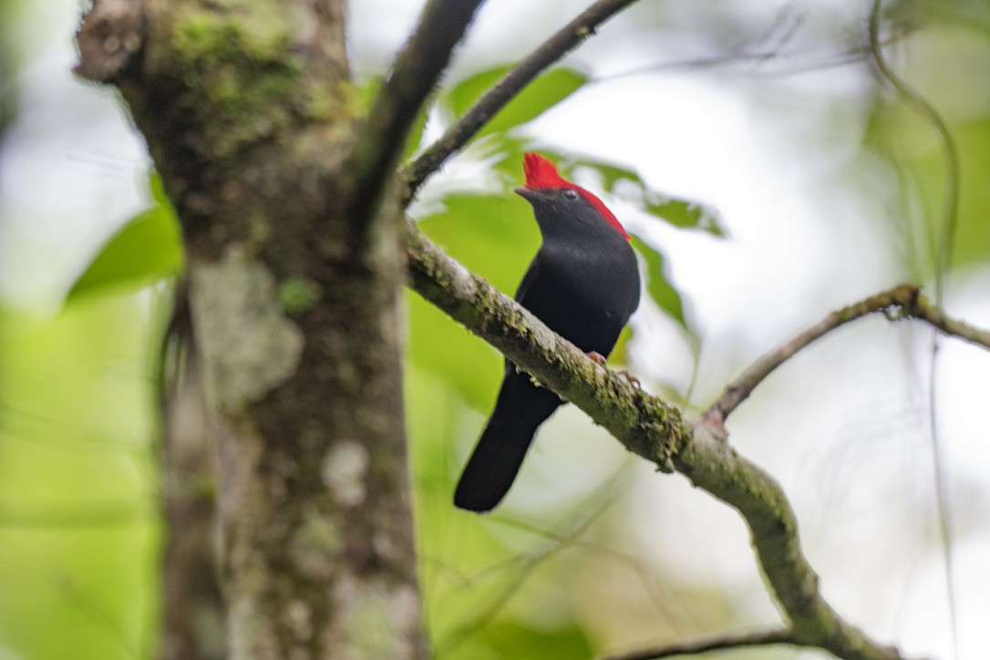 Helmeted Manakin - ML646205104