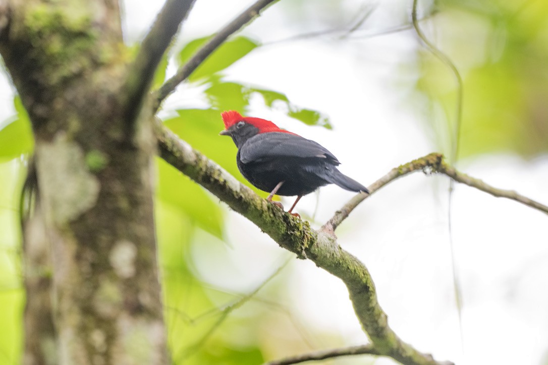 Helmeted Manakin - ML646205105