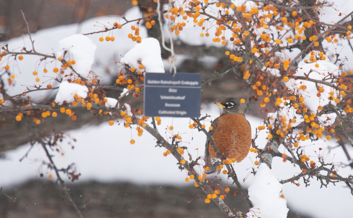 American Robin - ML646205106