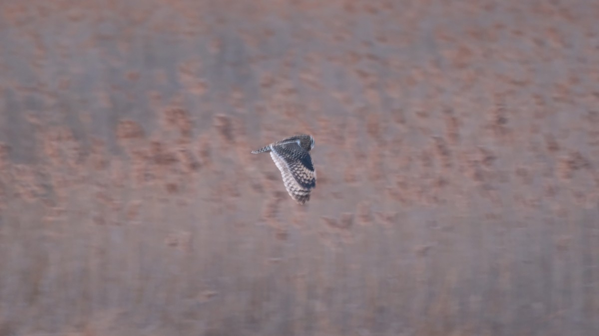 Short-eared Owl - ML646205107