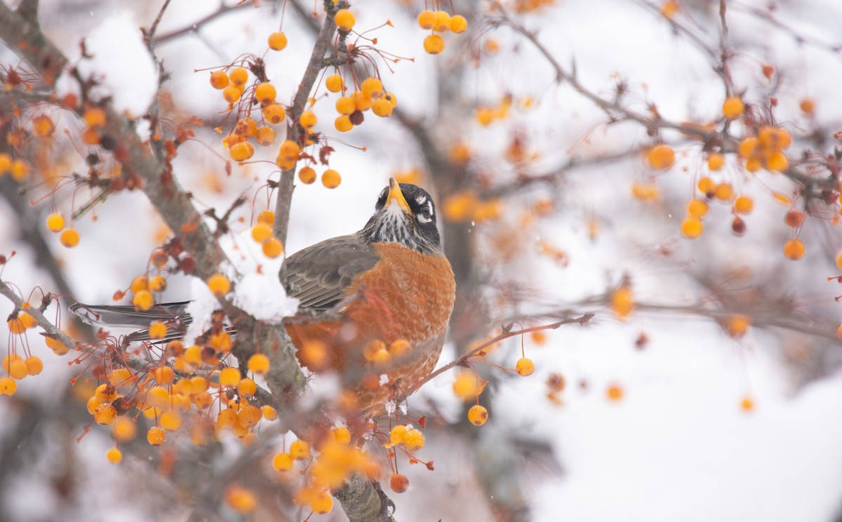 American Robin - ML646205109