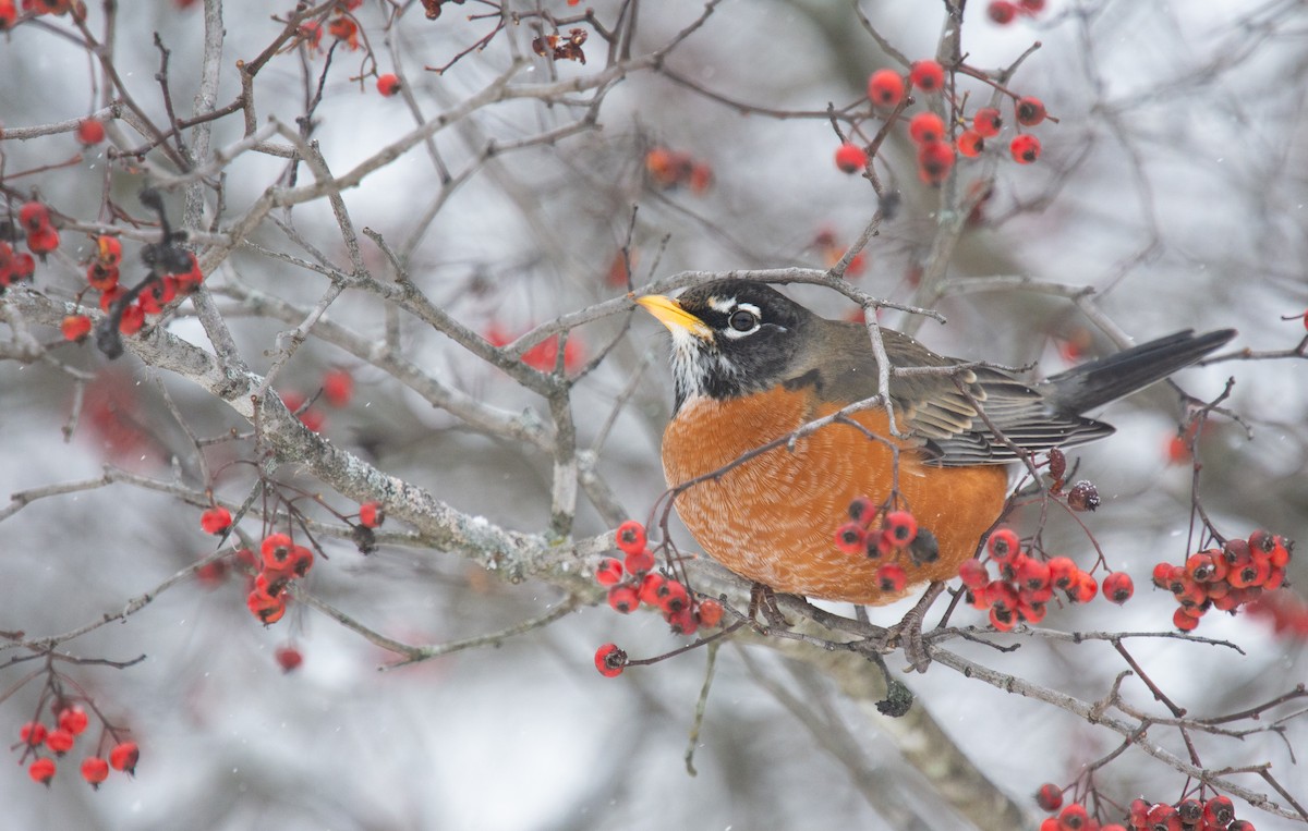 American Robin - ML646205111