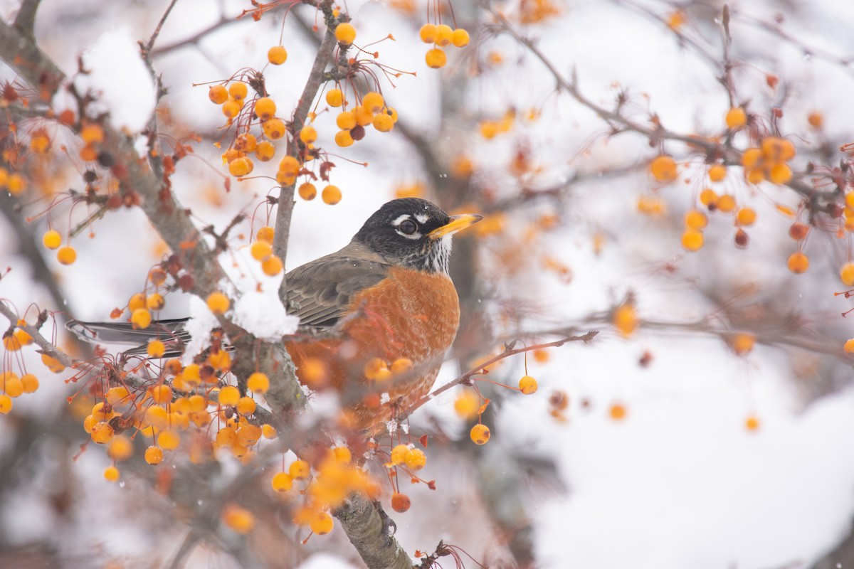 American Robin - ML646205112