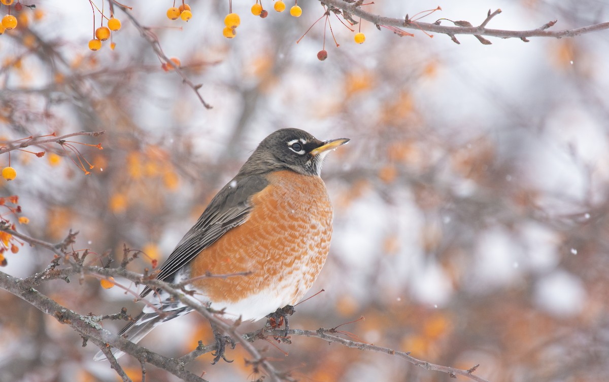 American Robin - ML646205113