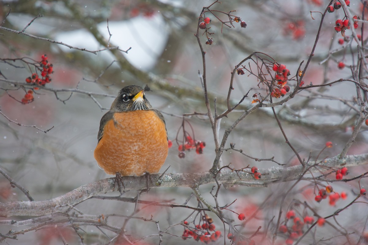 American Robin - ML646205114
