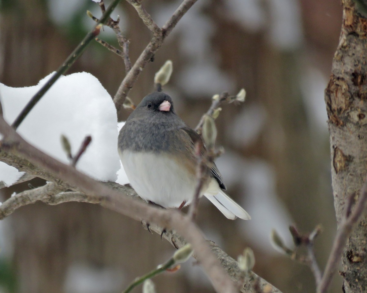 Dark-eyed Junco (cismontanus) - ML646205118