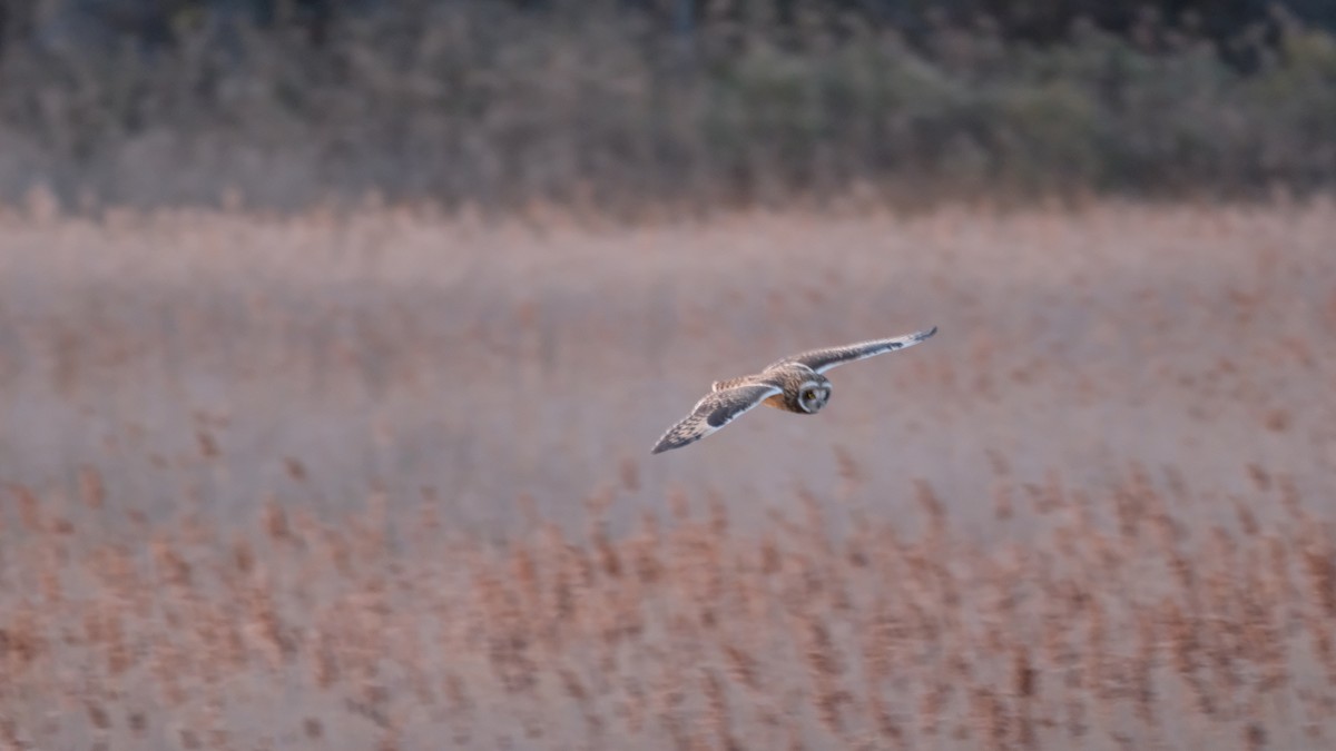 Short-eared Owl - ML646205119