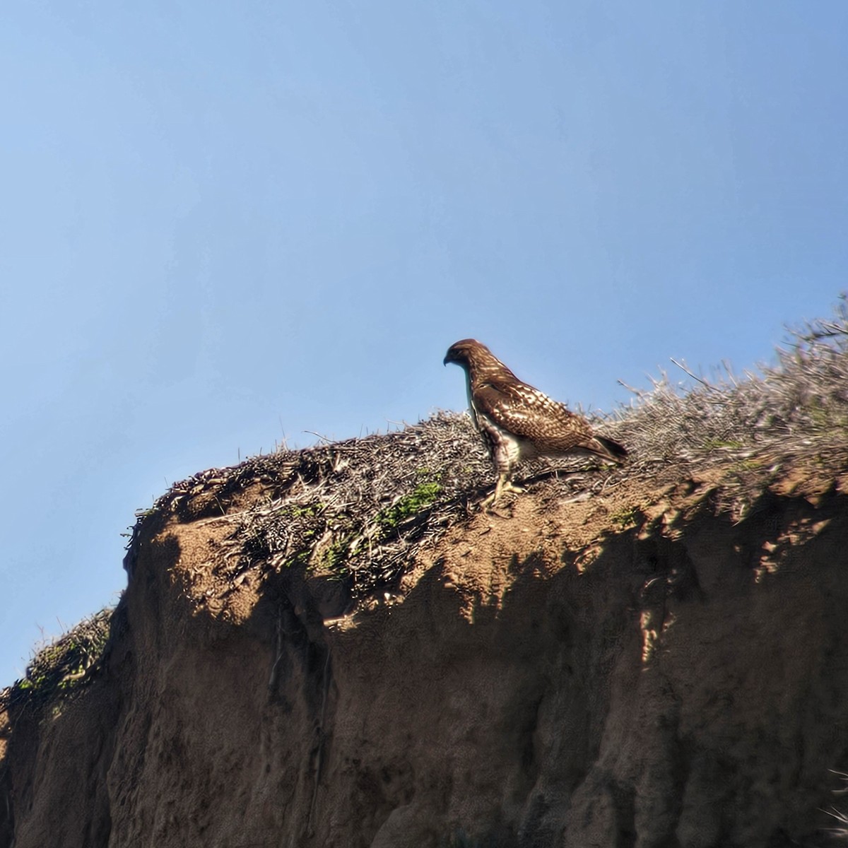Red-tailed Hawk - ML646205120