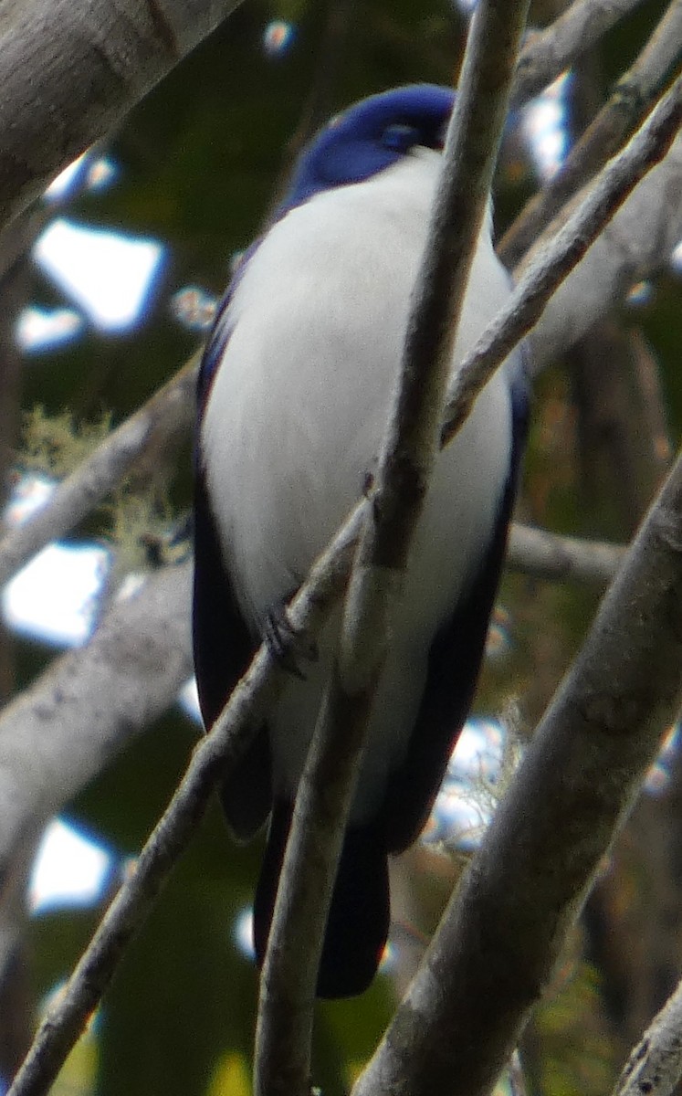 Ванга блакитна - ML646205123