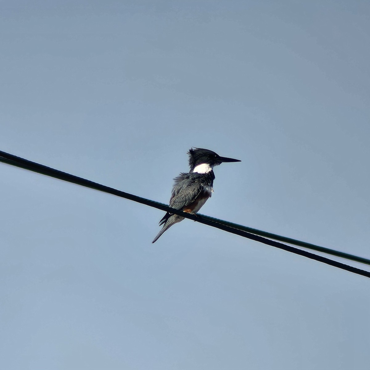 Belted Kingfisher - ML646205129