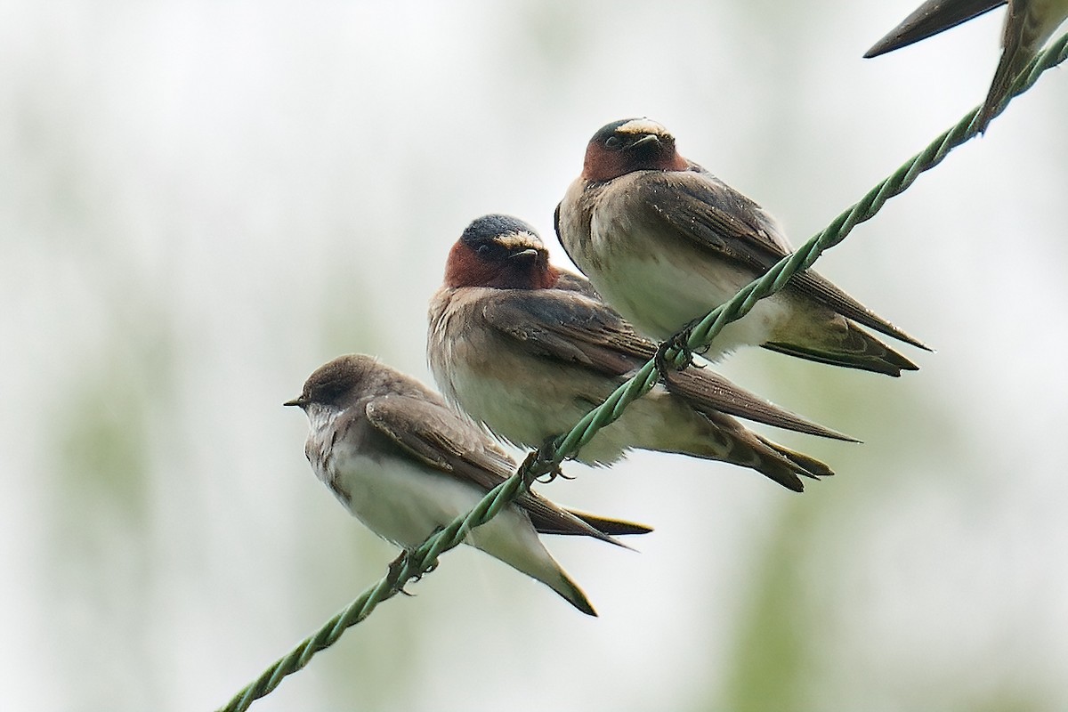 Cliff Swallow - ML646205130