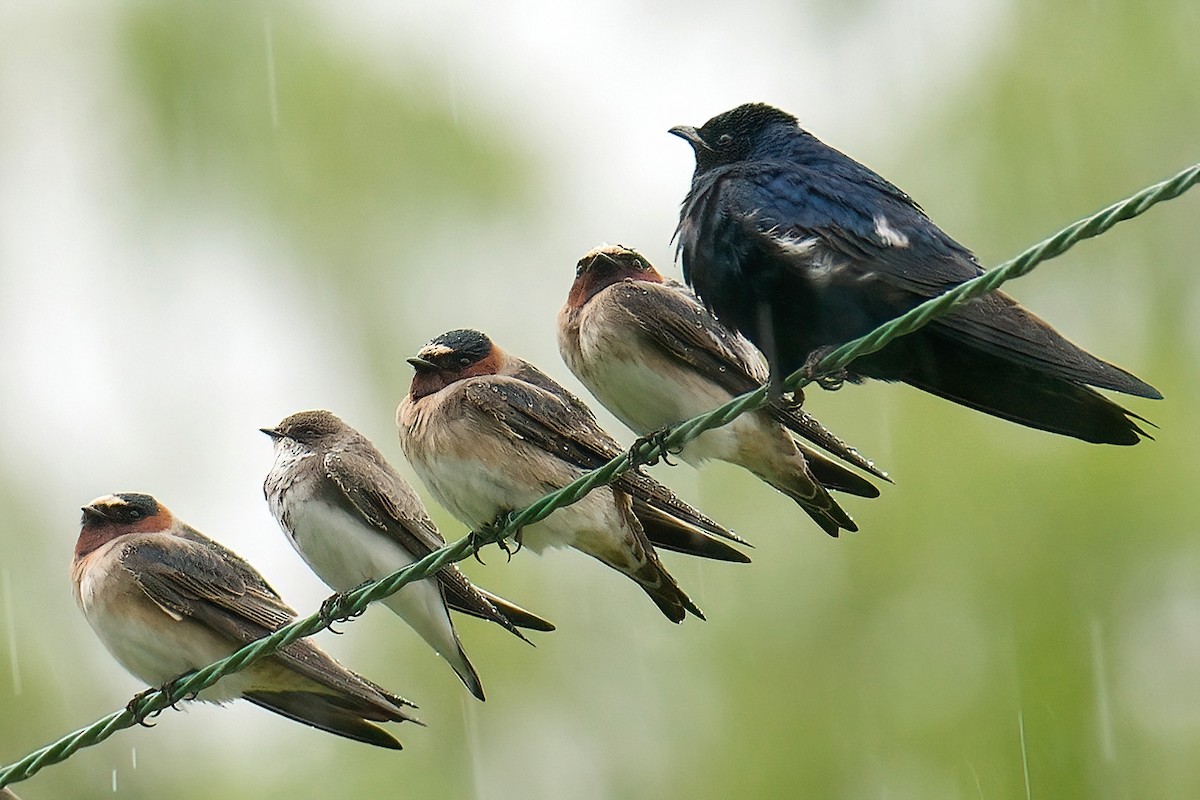 Cliff Swallow - ML646205131