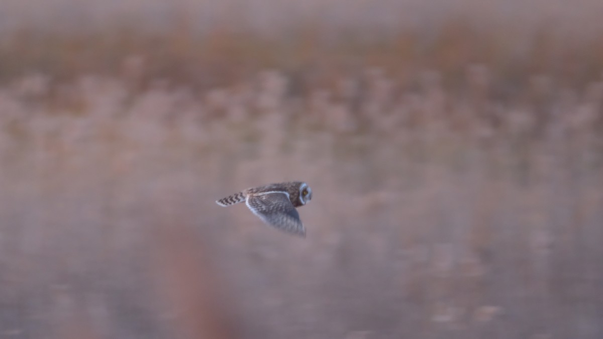 Short-eared Owl - ML646205144