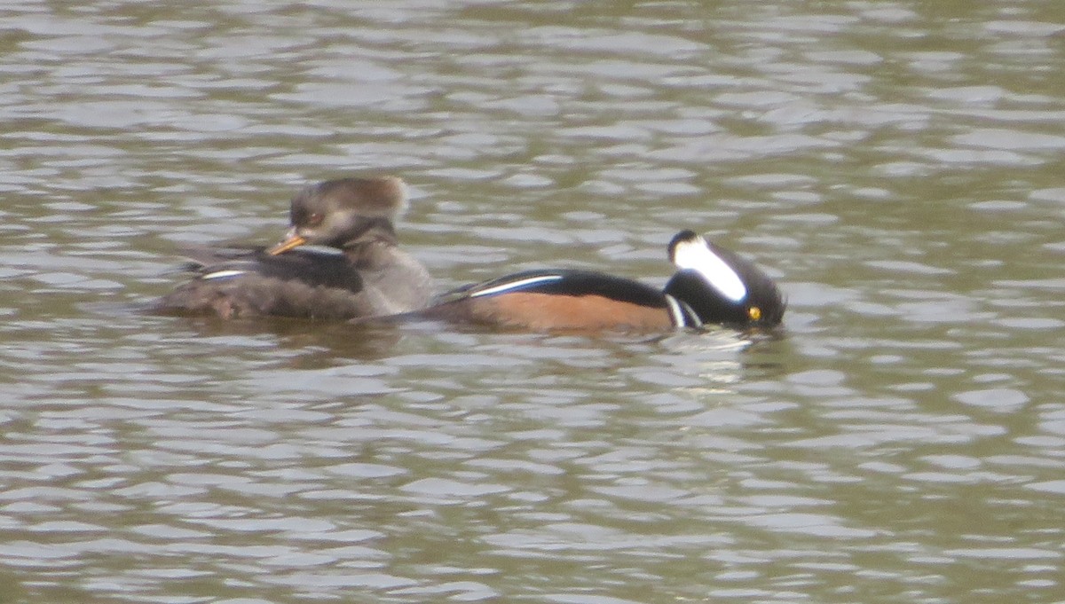 Hooded Merganser - ML646205161
