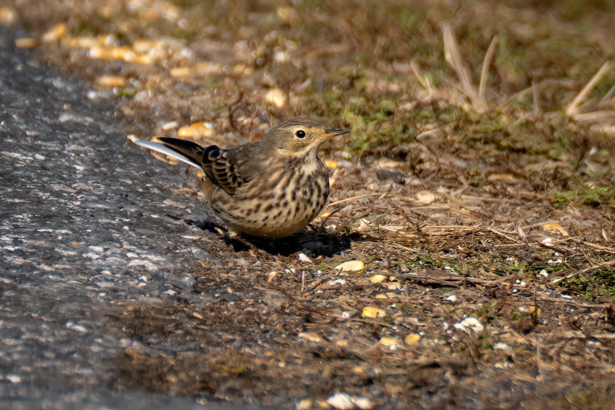 Американский конёк - ML646205163