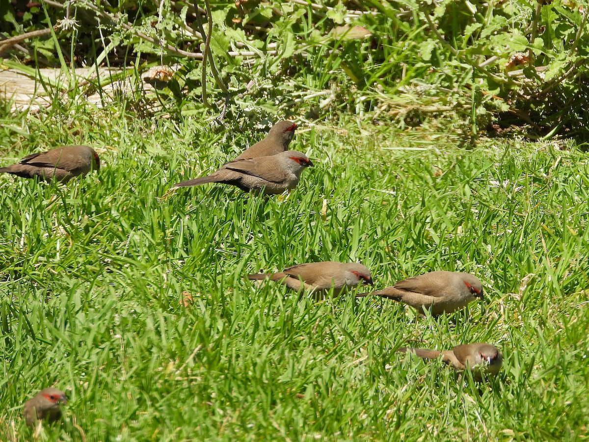 Волнистый астрильд - ML646205164