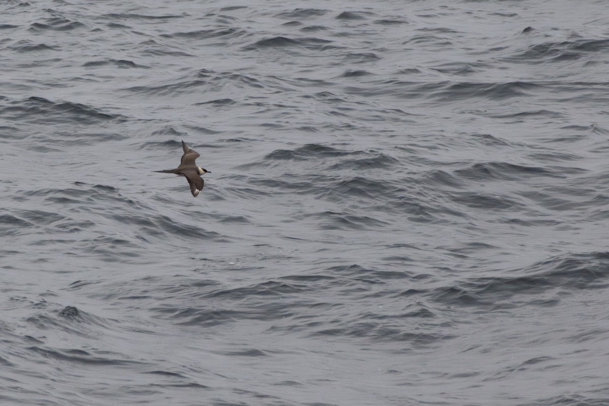 Короткохвостый поморник - ML646205165