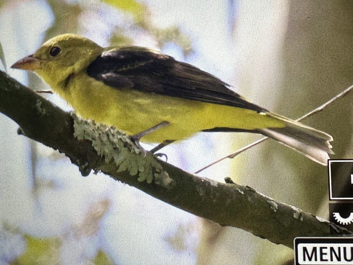 Чернокрылая пиранга - ML646205166