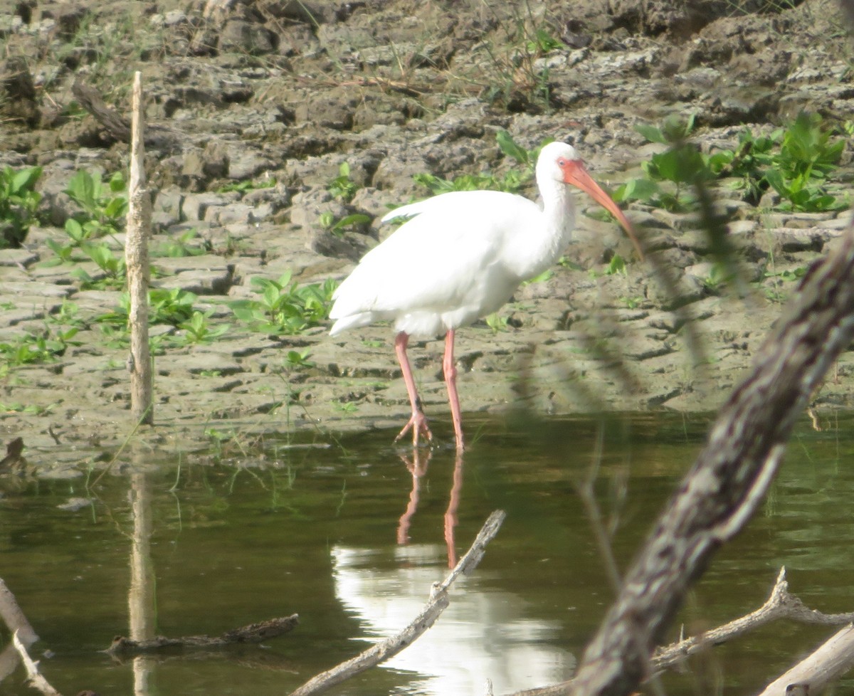 Белый ибис - ML646205167