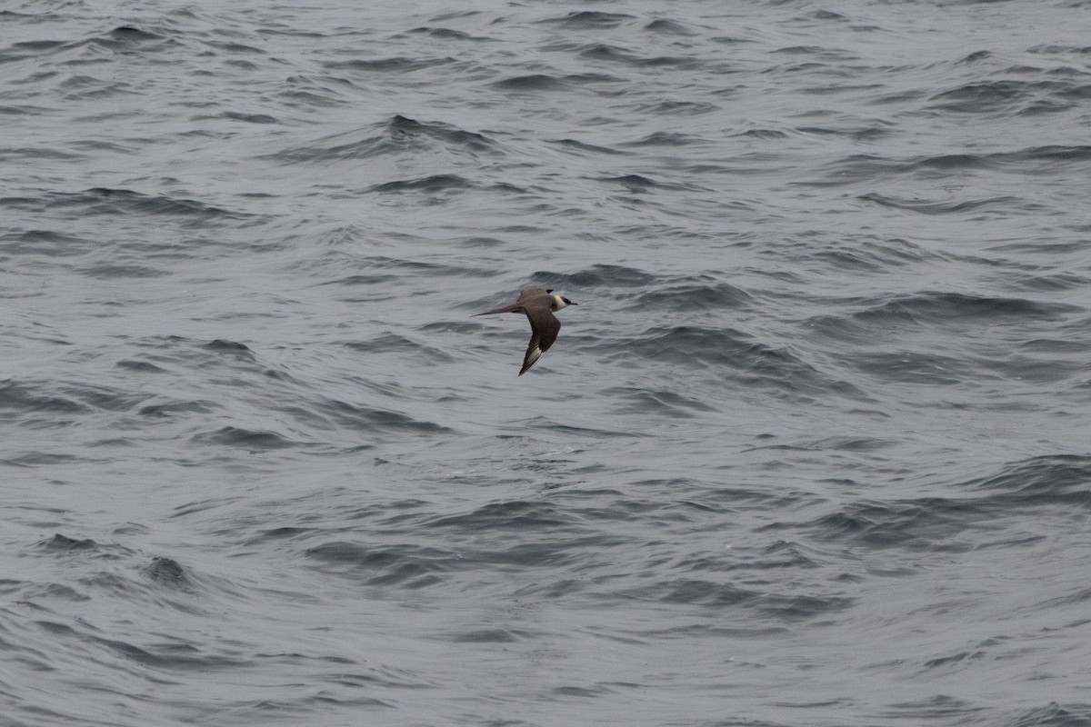 Короткохвостый поморник - ML646205168