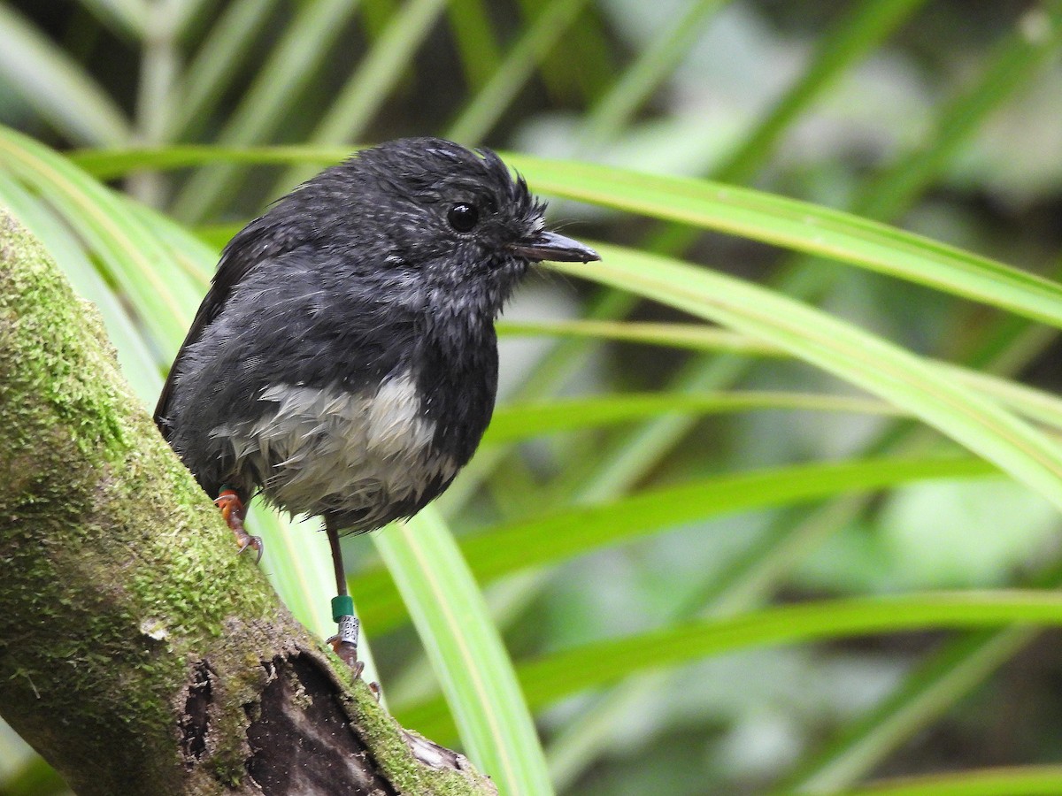Северная петроика - ML646205169