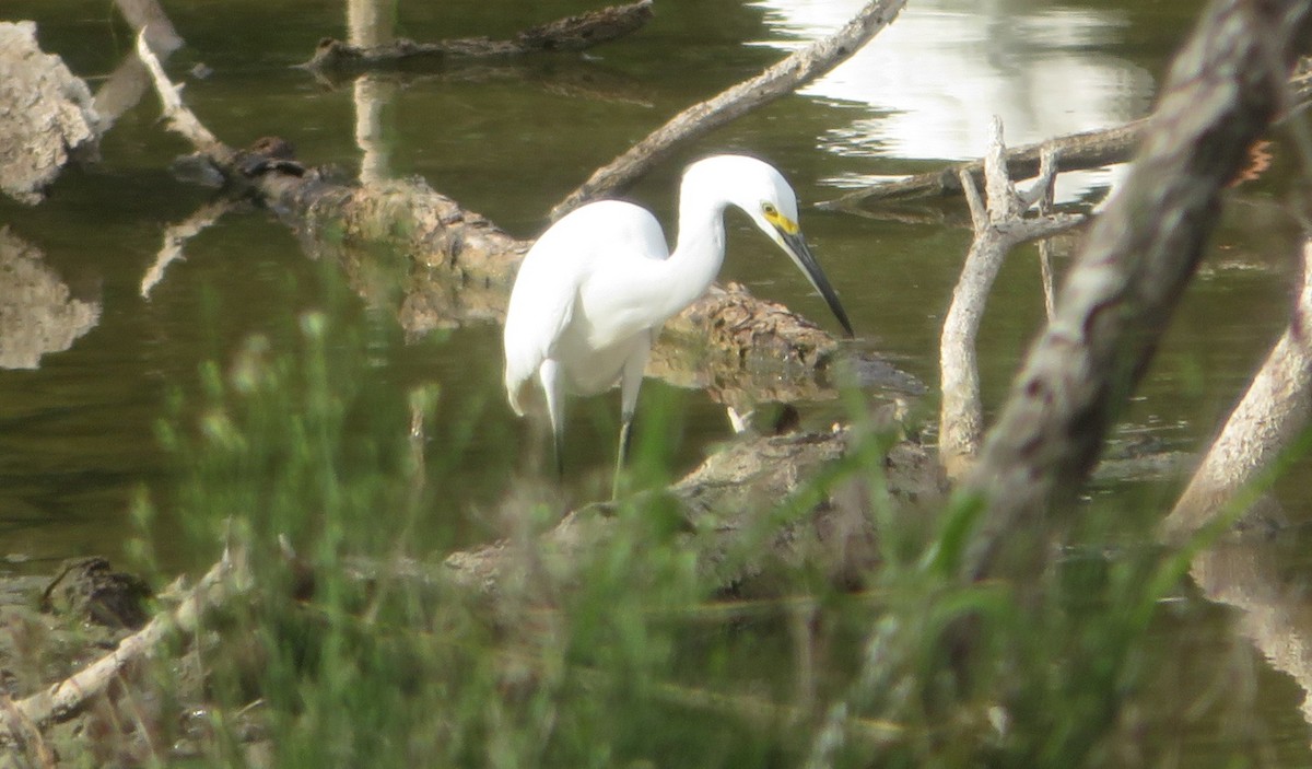 Снежная цапля - ML646205170