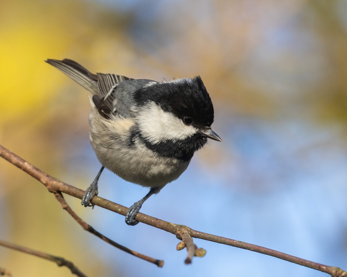 Московка - ML646205171