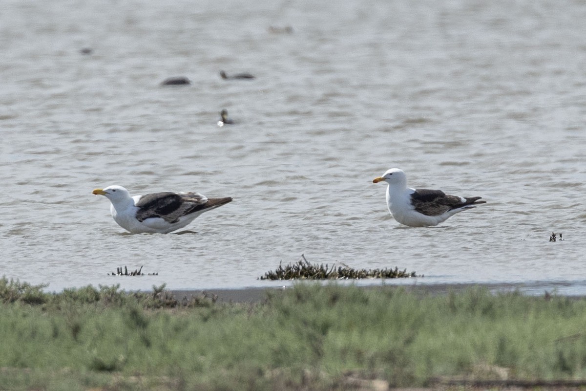 Доминиканская чайка (dominicanus) - ML646205172