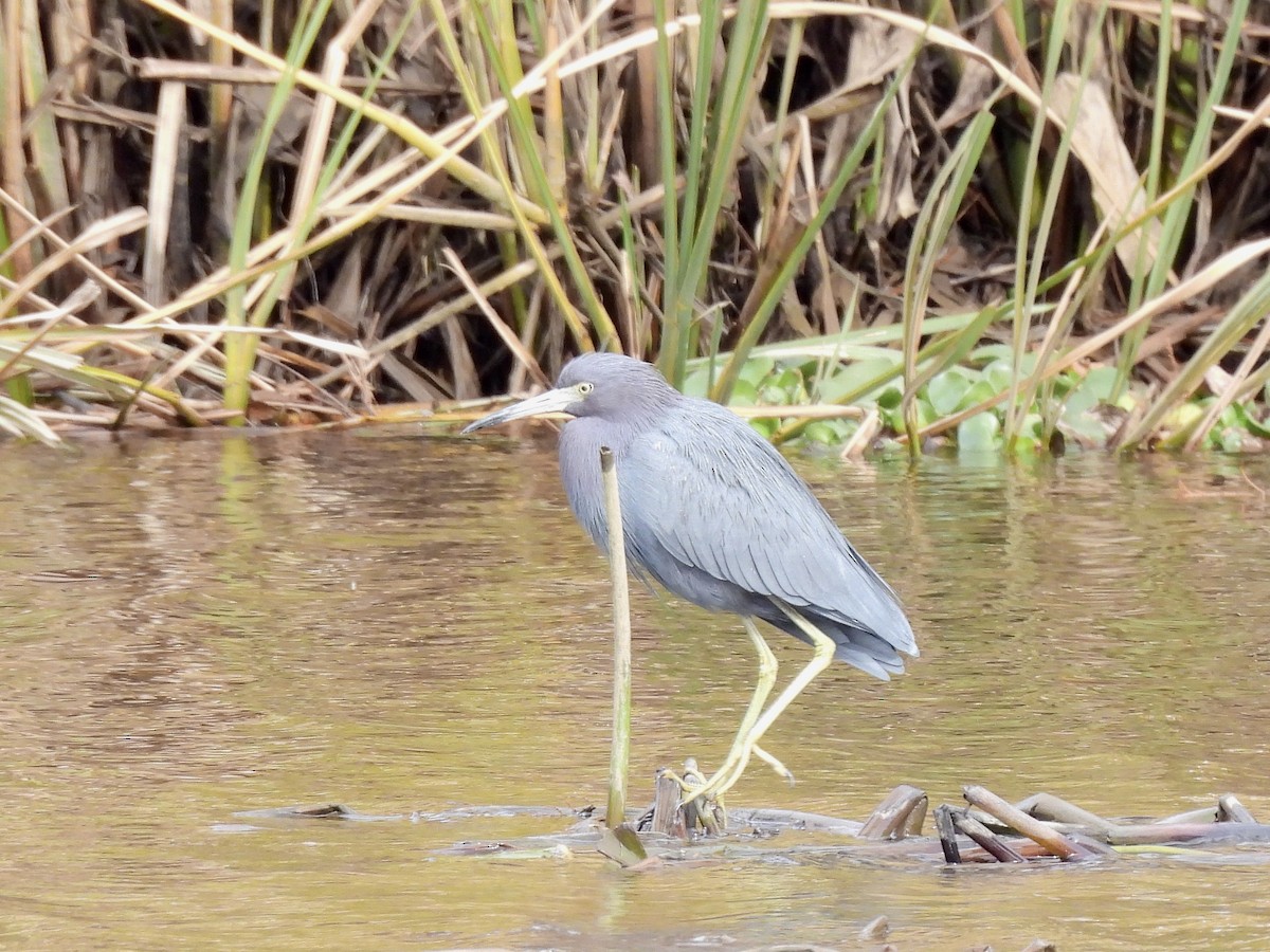 Малая голубая цапля - ML646205173
