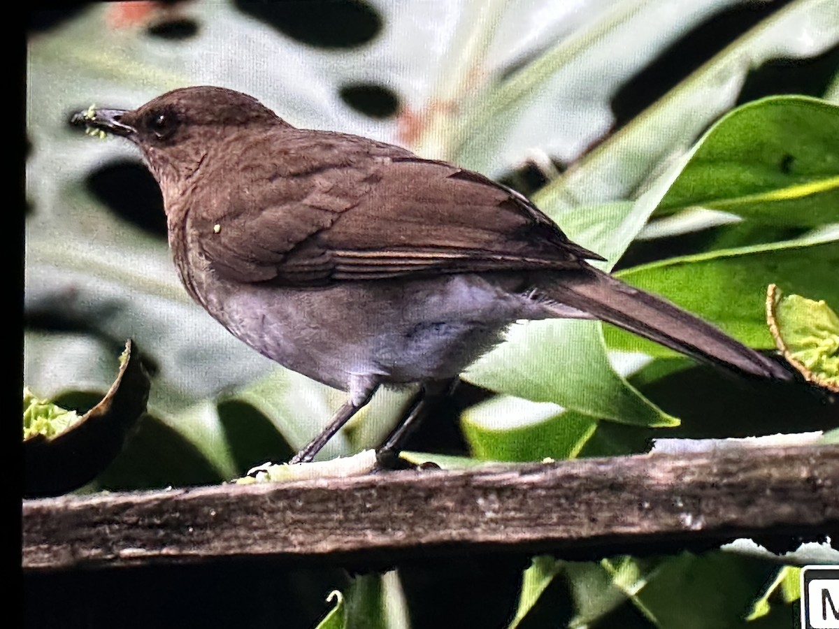 Черноклювый дрозд - ML646205174