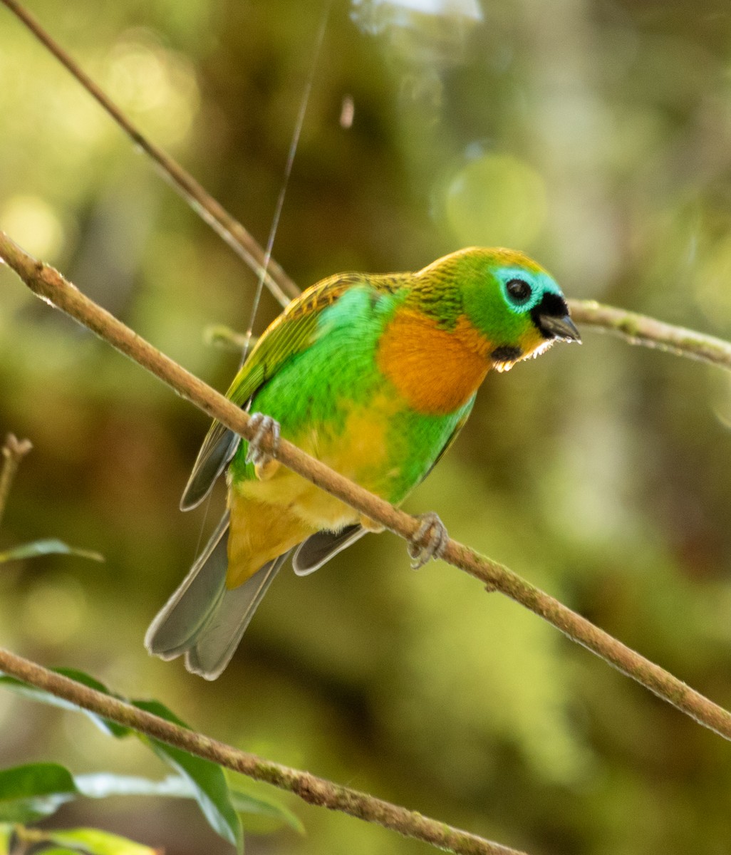 Оранжевогрудая танагра - ML646205175