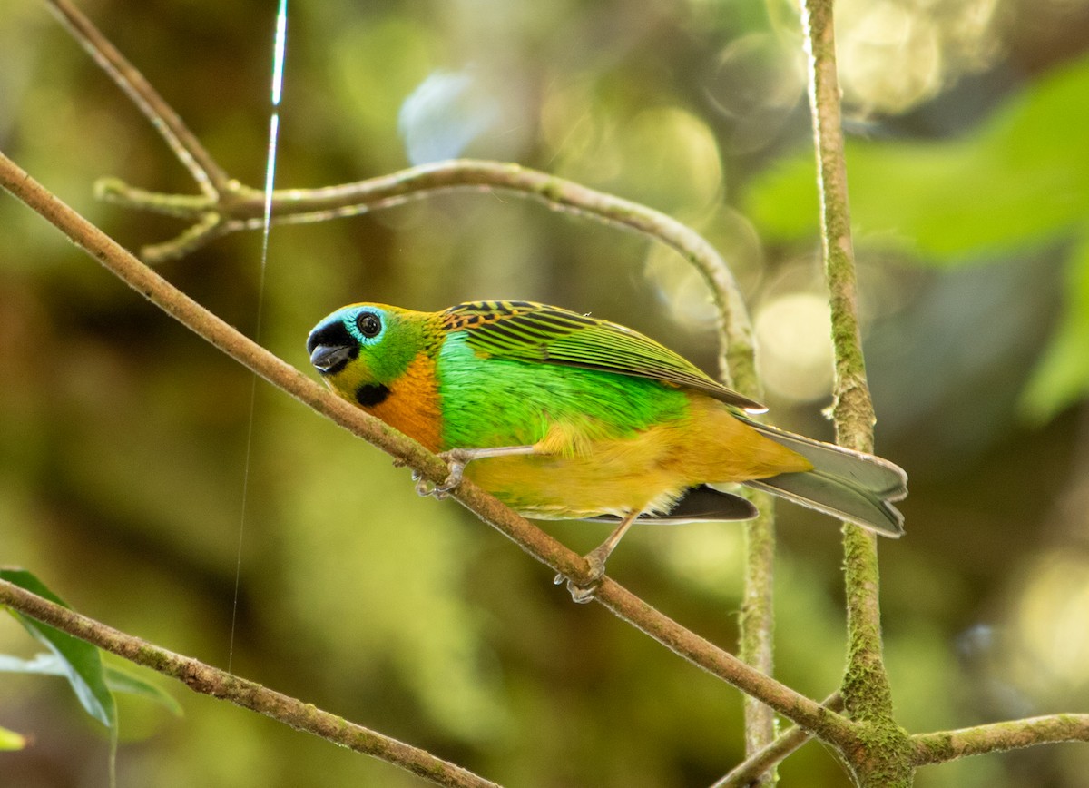 Оранжевогрудая танагра - ML646205176