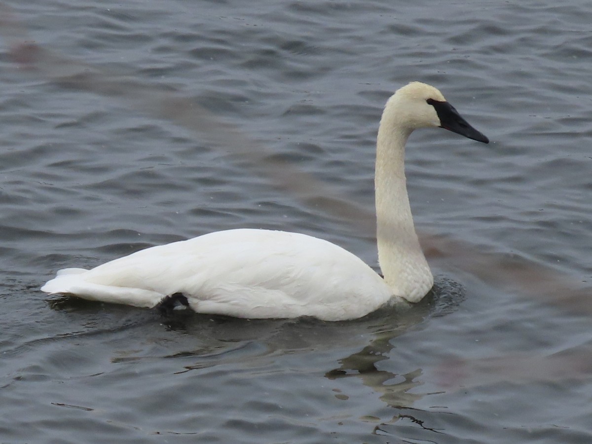 Лебедь-трубач - ML646205177