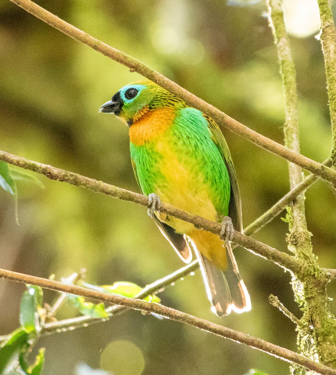 Оранжевогрудая танагра - ML646205179