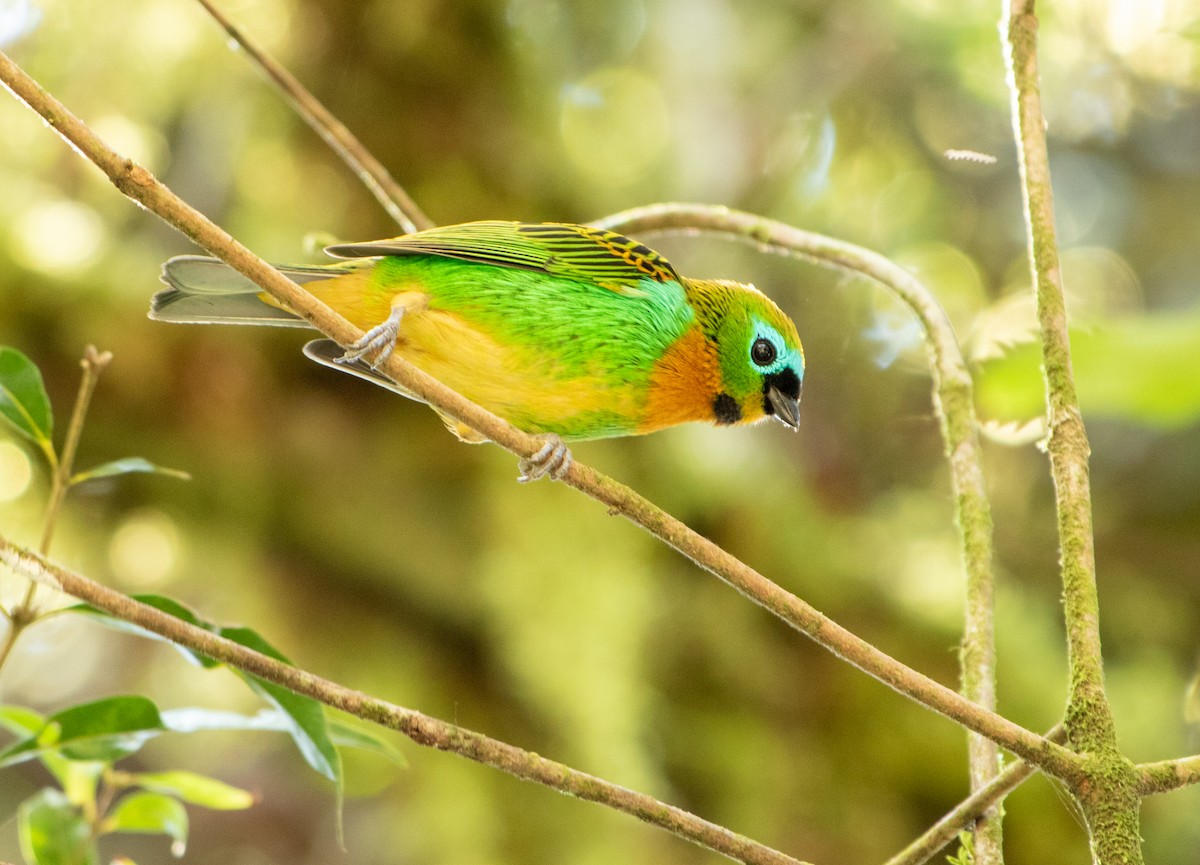 Оранжевогрудая танагра - ML646205182