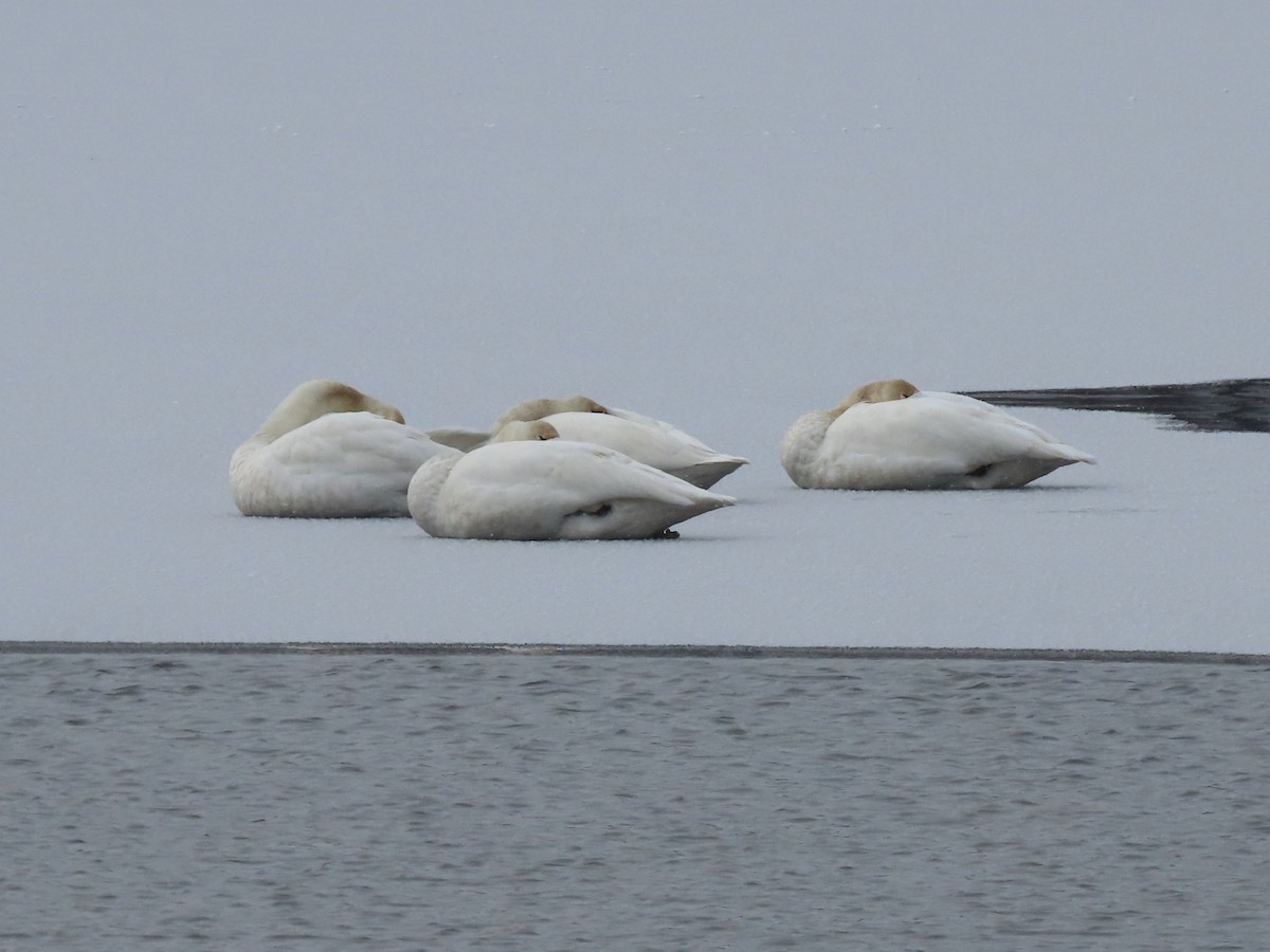 Лебедь-трубач - ML646205183