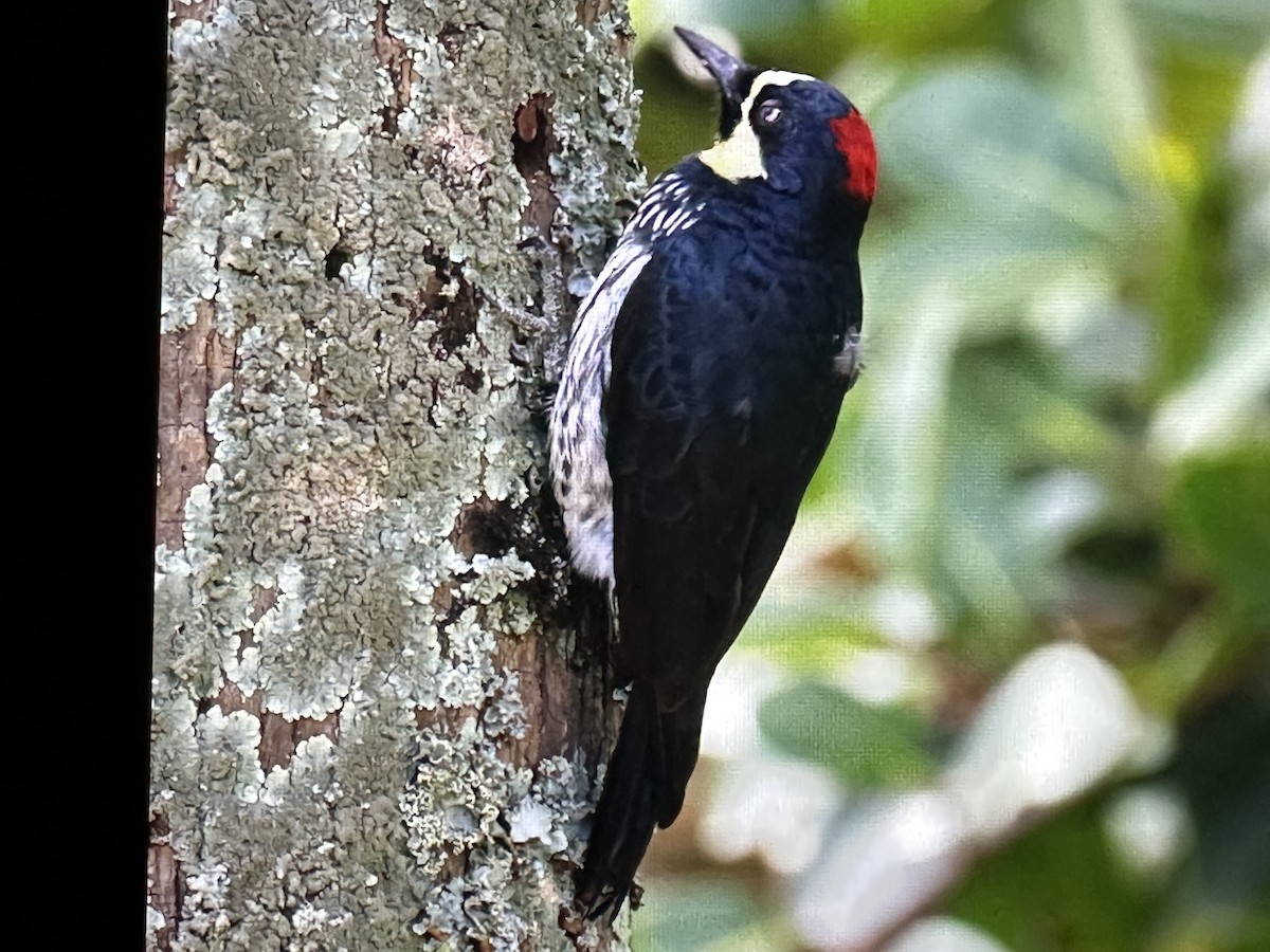 Желудёвый дятел - ML646205185