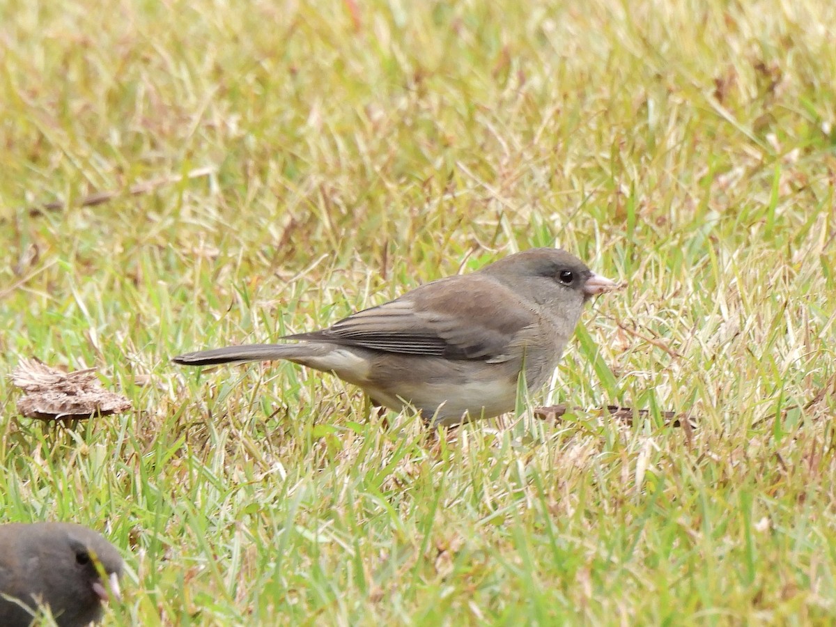 Серый юнко - ML646205194