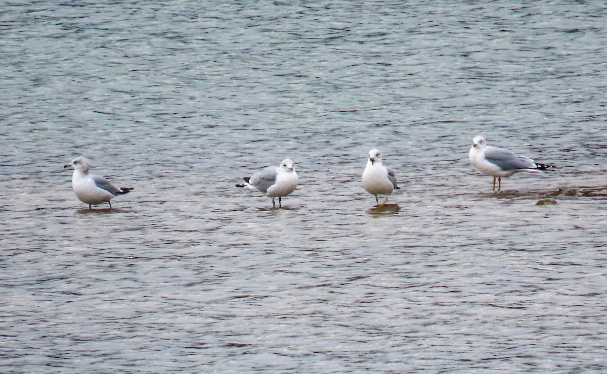 Делавэрская чайка - ML646205196