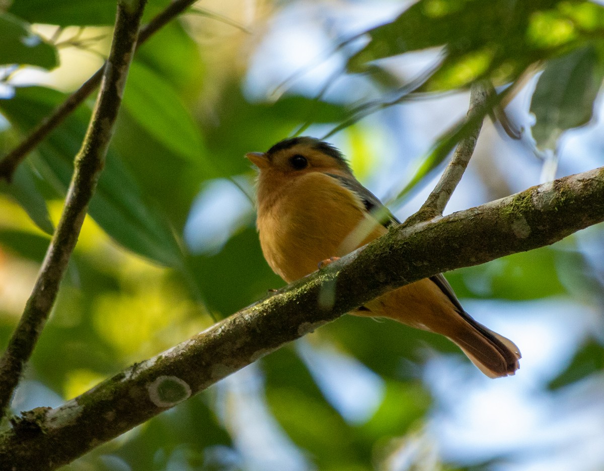 Черношапочная пиприта - ML646205197