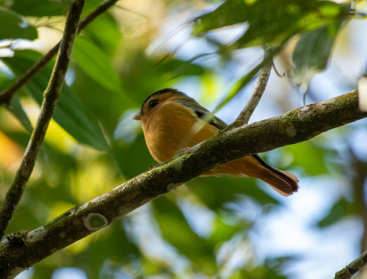 Черношапочная пиприта - ML646205198