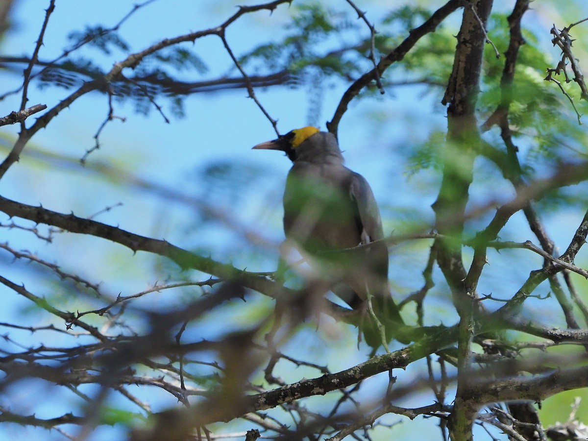 Бородатый скворец - ML646205199