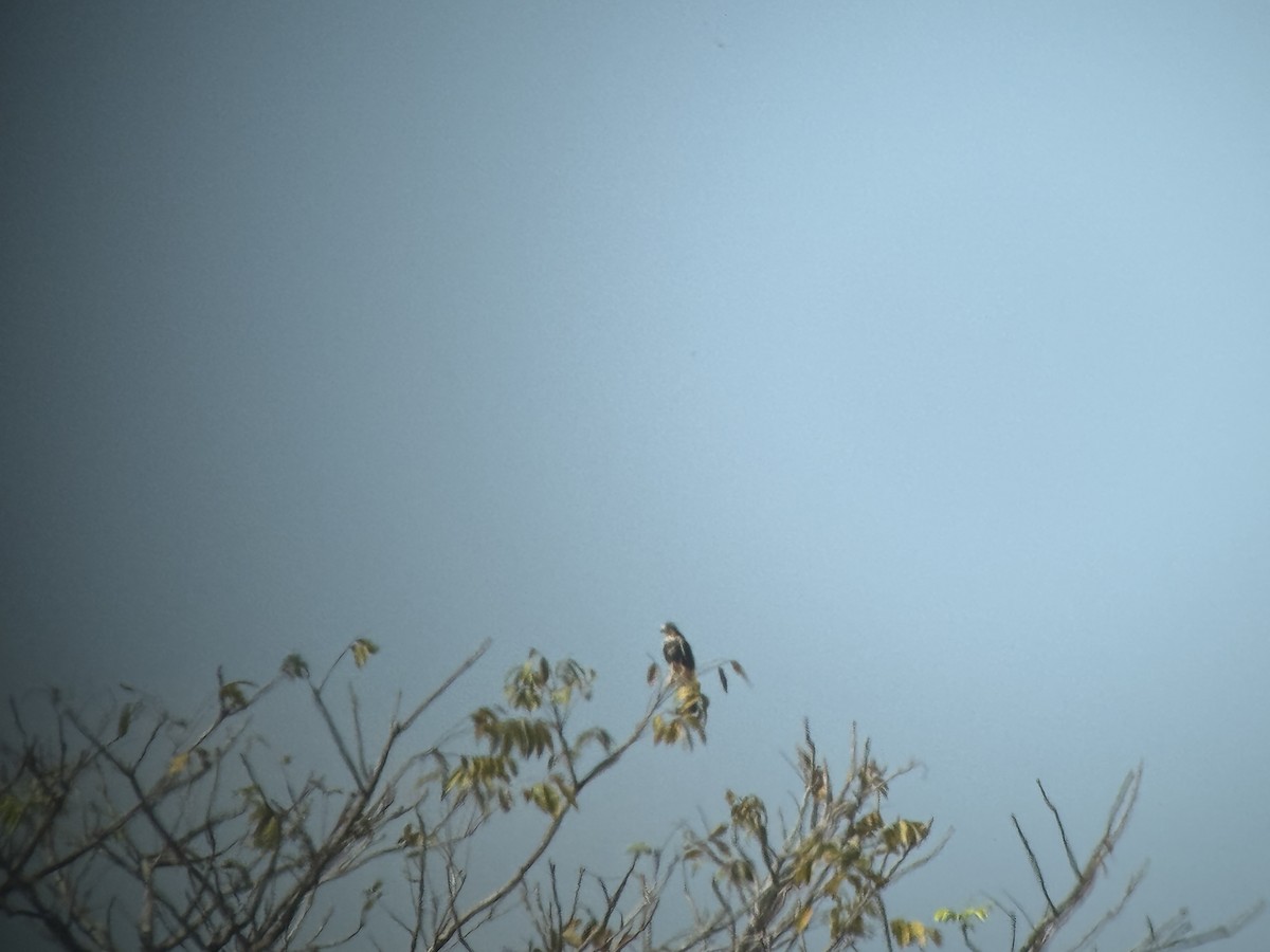 Aplomado Falcon - ML646205200