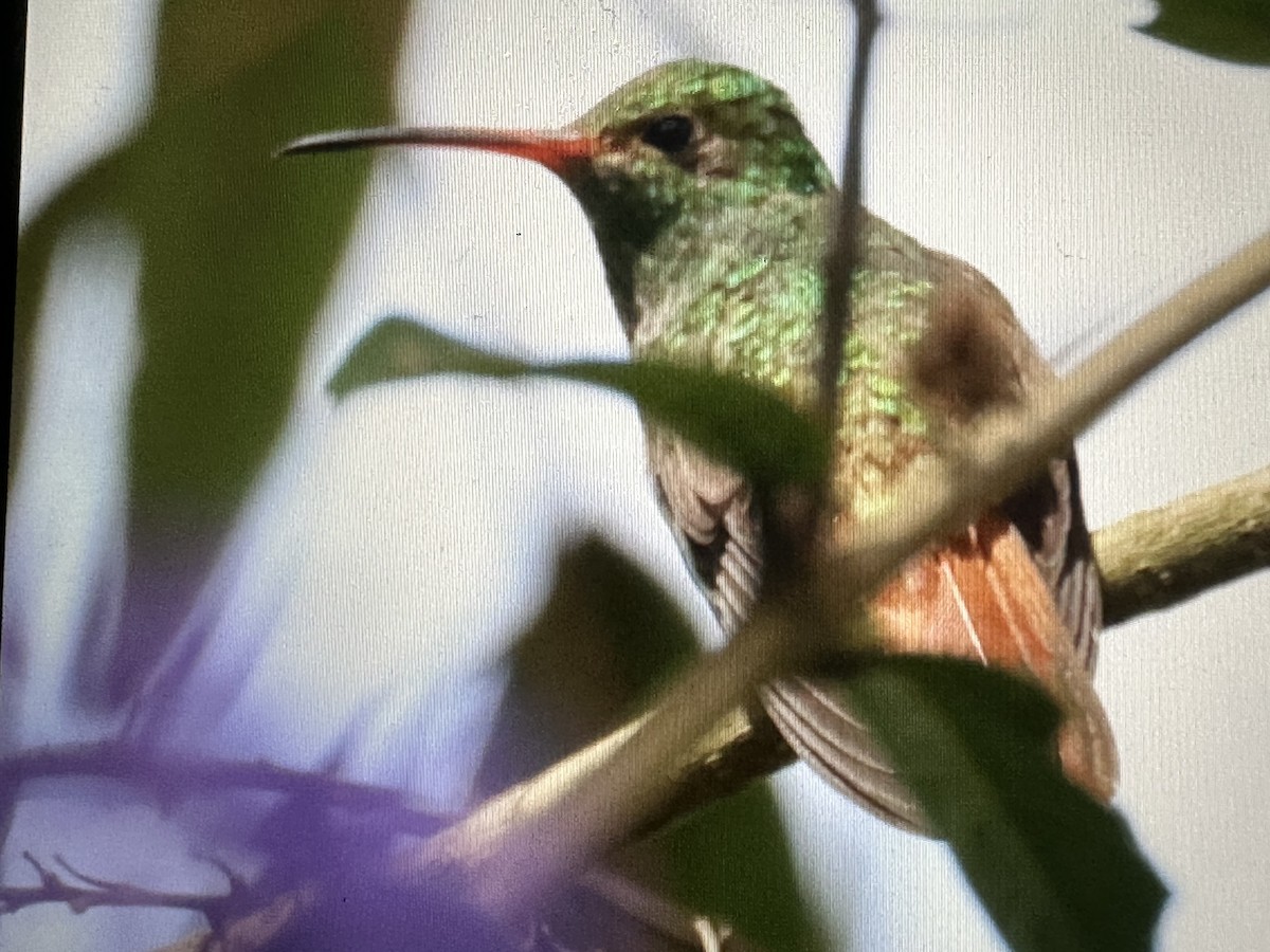 Рыжехвостая амазилия - ML646205201