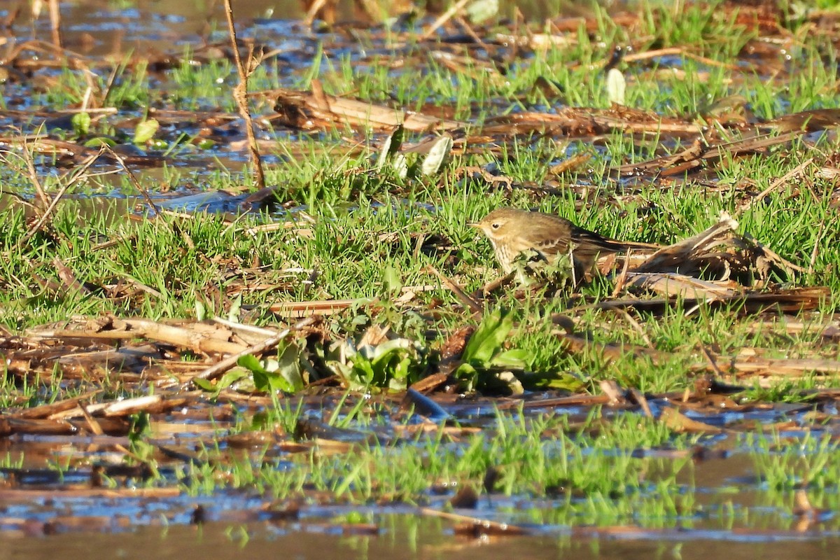 Американский конёк - ML646205202