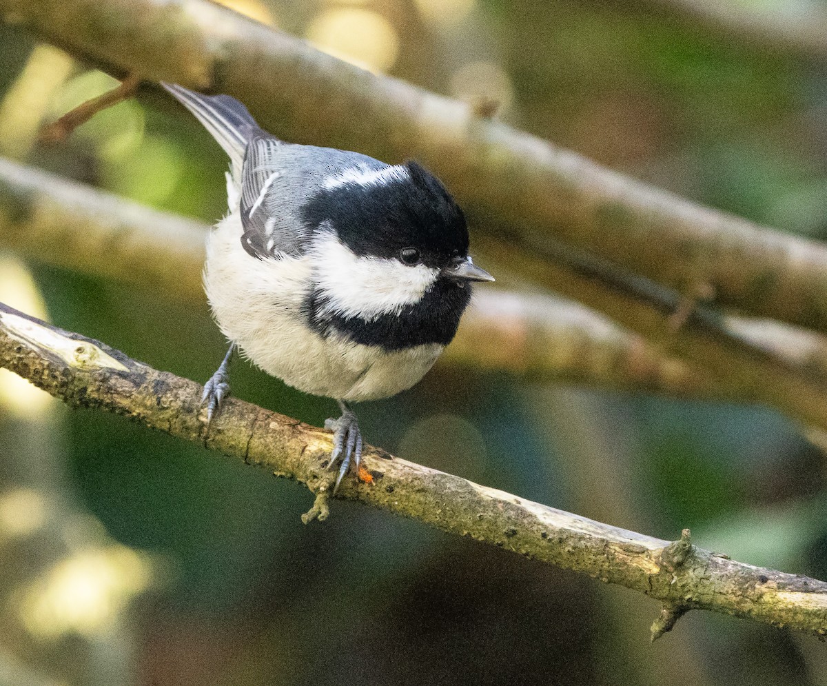 Московка - ML646205204