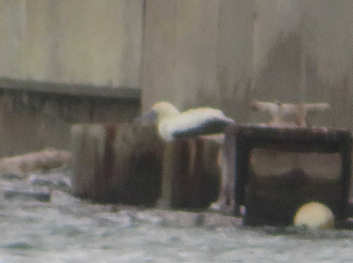 Сула червононога - ML646205219