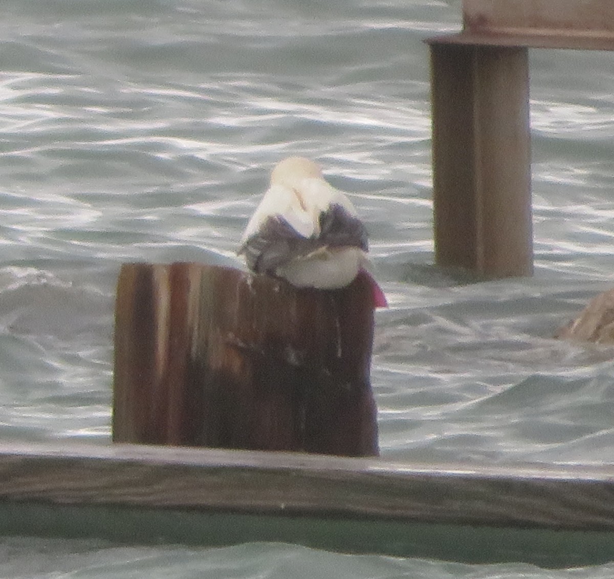 Сула червононога - ML646205223