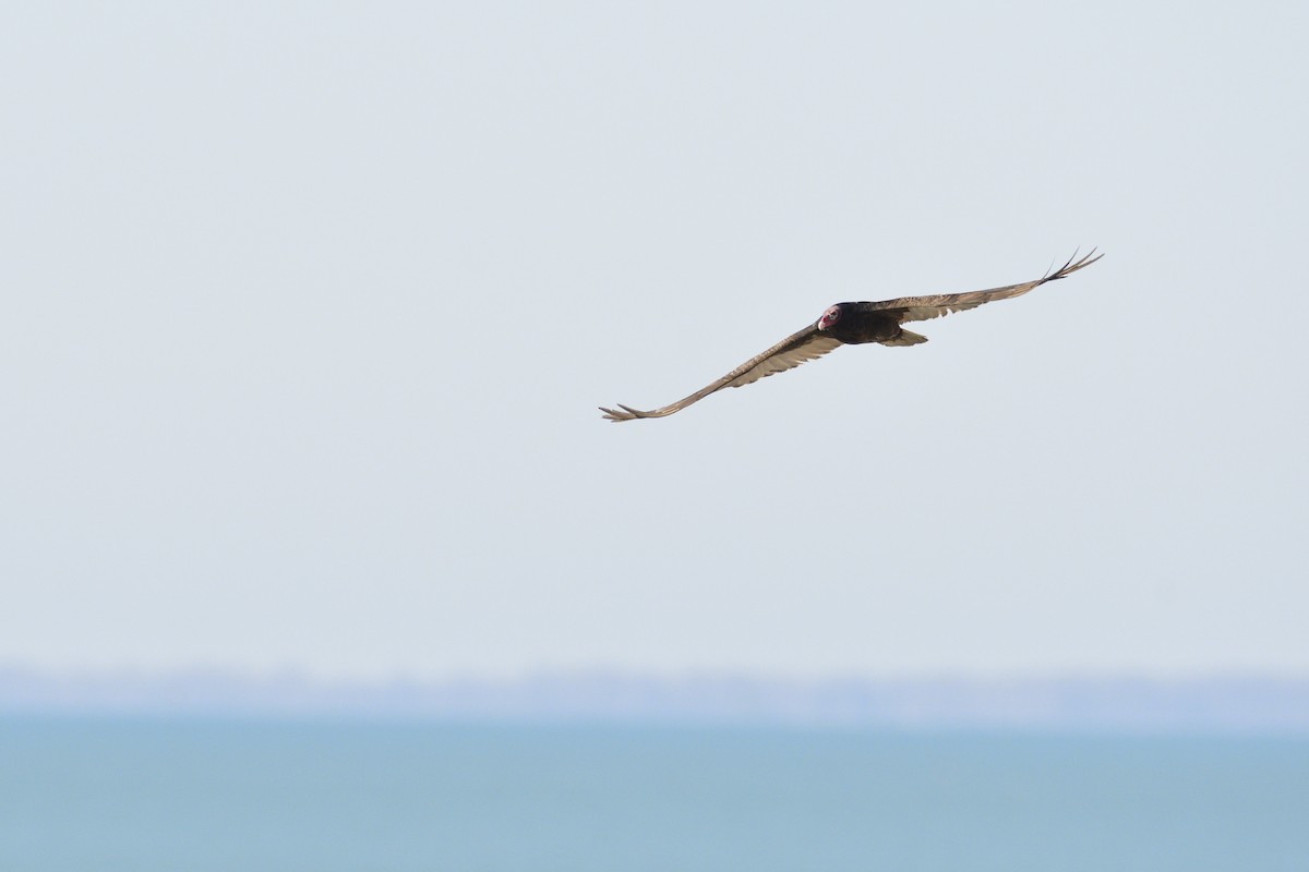 Turkey Vulture - ML646205224