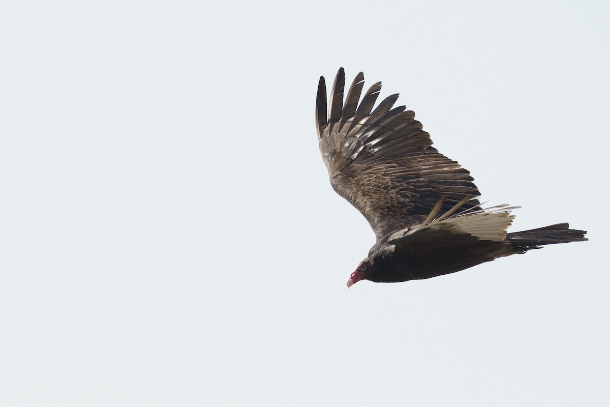 Turkey Vulture - ML646205225